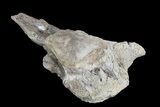 Tall Mosasaur (Platecarpus) Caudal Vertebra - Kansas #93758-3